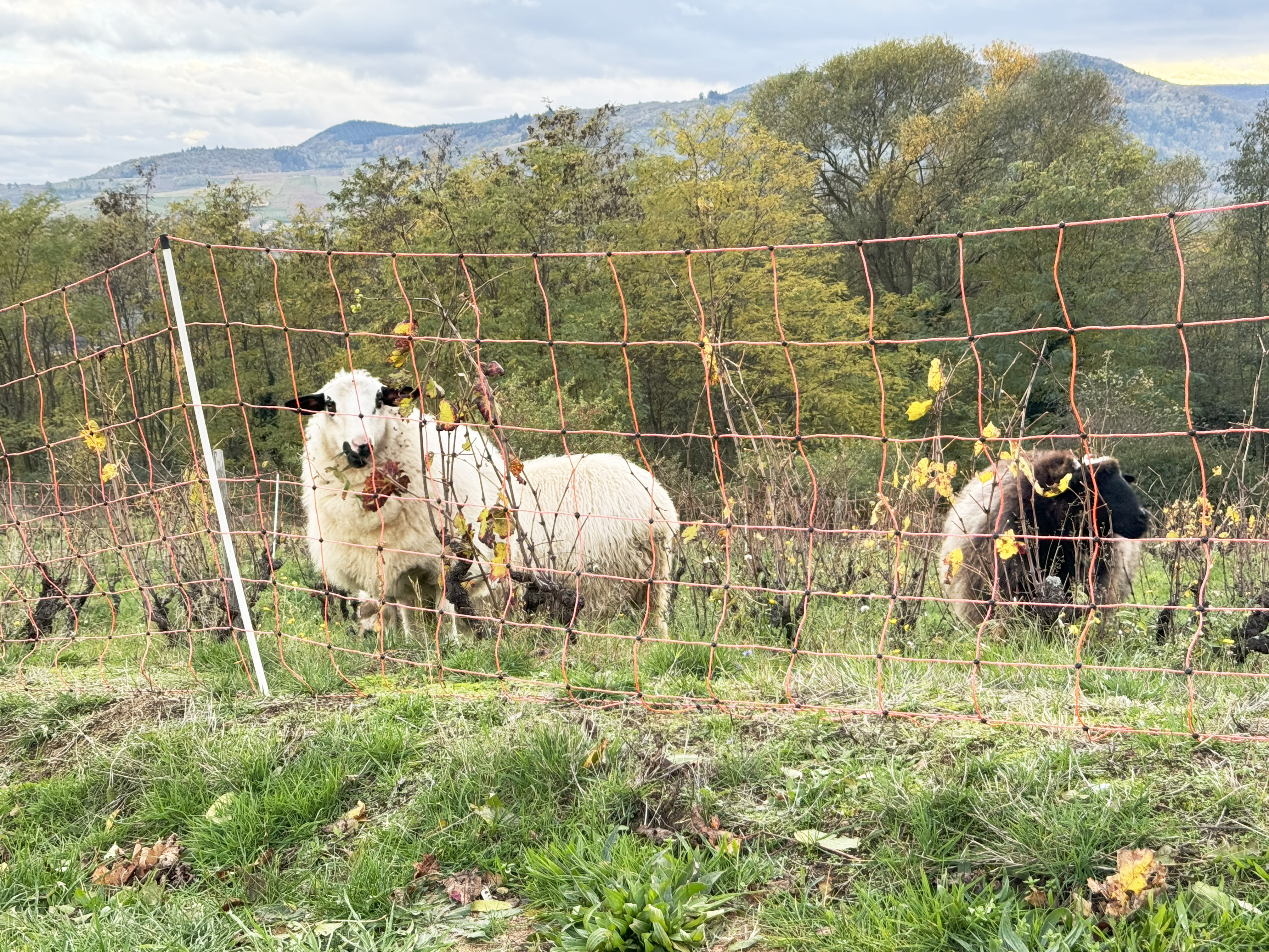 vignerons